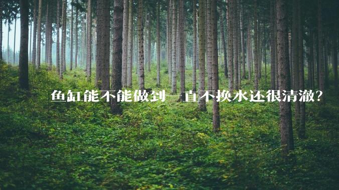 鱼缸能不能做到一直不换水还很清澈？